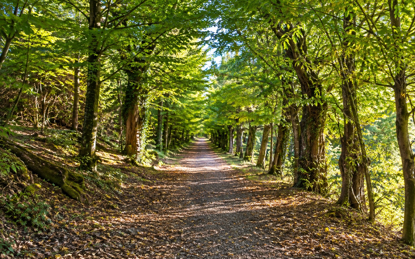 Historic hornbeam avenue in Kransberg