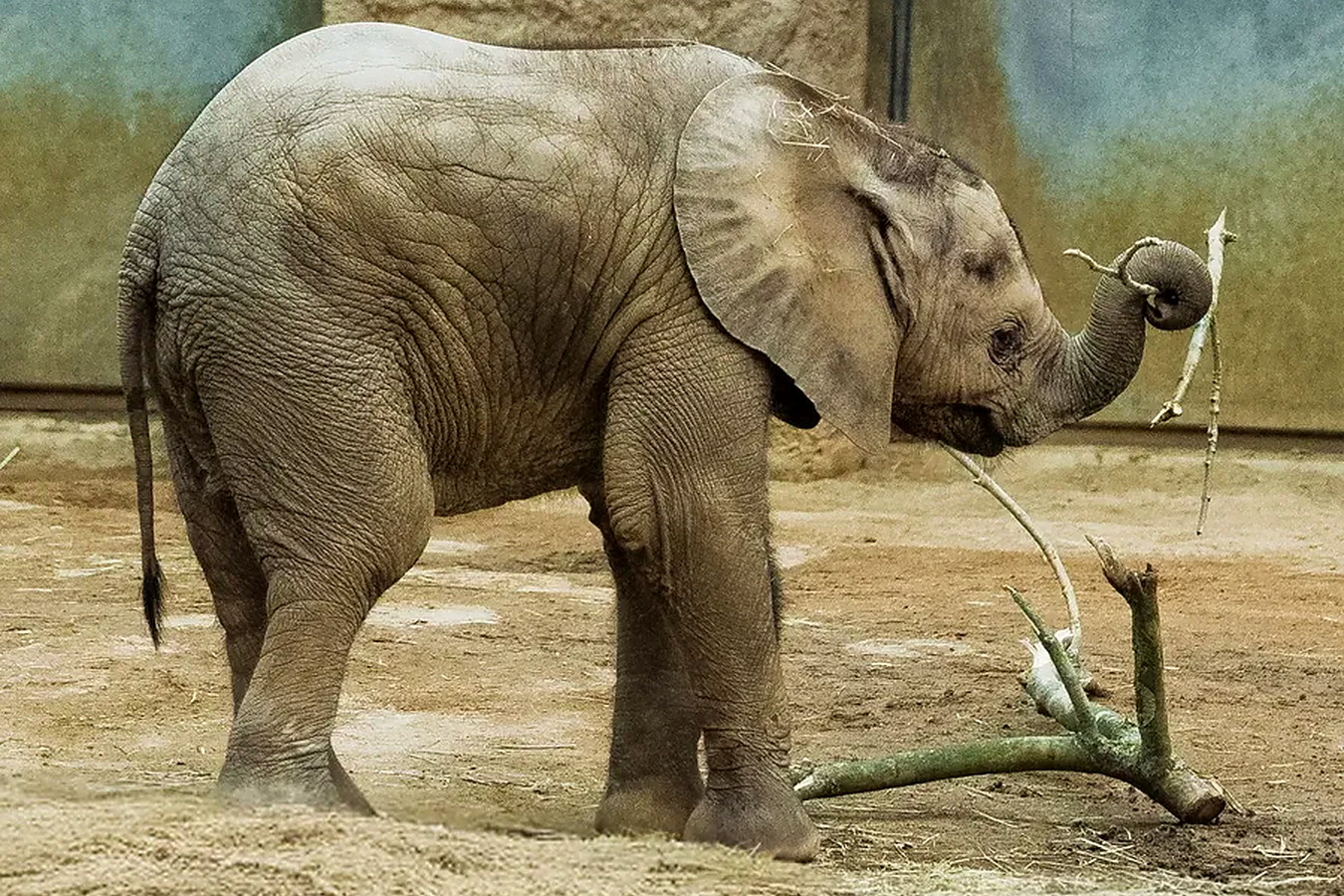 Opel Zoo